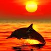 Dolphin Jumping Out Of Water At Sunset paint by numbers