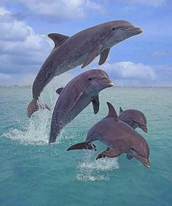 Dolphins Jumping paint by numbers