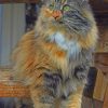 Domestic Long Haired Cat paint by numbers