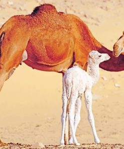 Dromedary Camels In Egypt paint by numbers