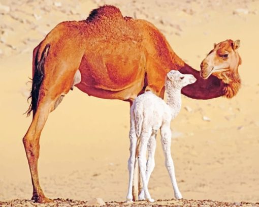 Dromedary Camels In Egypt paint by numbers