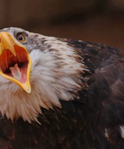 Eagle Bird Shouts paint by numbers