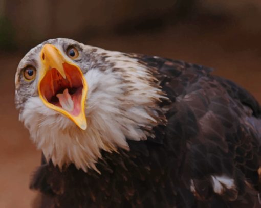 Eagle Bird Shouts paint by numbers