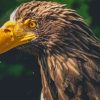 Eagle Bird With Yellow Beak paint by numbers