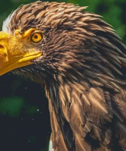 Eagle Bird With Yellow Beak paint by numbers