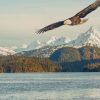 Eagle Flying Over Mountains And Lake paint by numbers