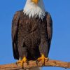 Eagle On Tree paint by numbers