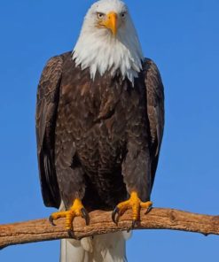 Eagle On Tree paint by numbers