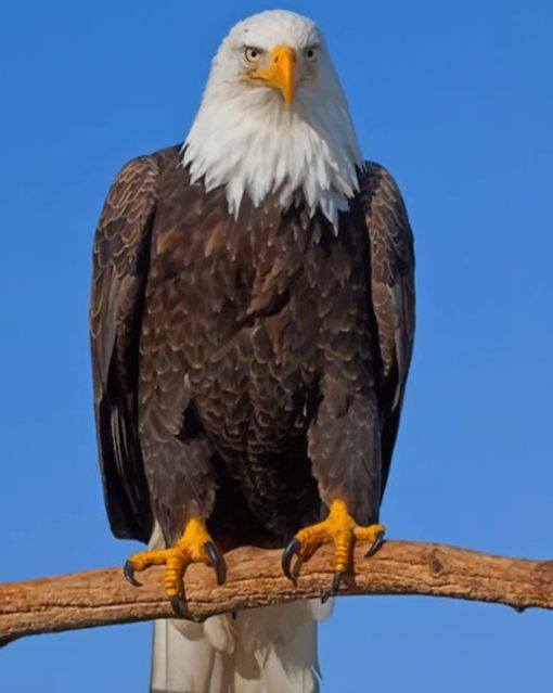 Eagle On Tree paint by numbers