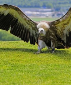 Eagle With Big Wings paint by numbers