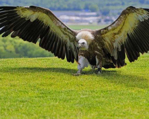 Eagle With Big Wings paint by numbers