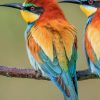 European Bee Eater paint by numbers