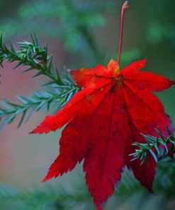 Fallen Red Leaf paint by numbers