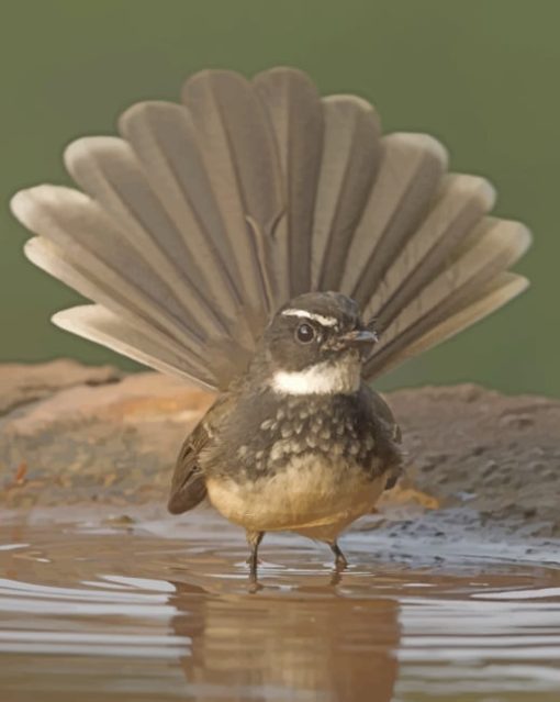 Fantail Bird Bathing In Shallow Water paint by numbers