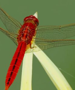 Flame Skimmer Perching On Plant paint by numbers