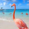 Flamingo Birds In The Beach paint by numbers