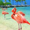 Flamingos In The Beach paint by numbers