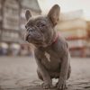 French Bulldog On The Streets paint by numbers