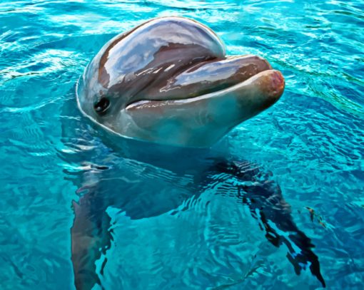 Friendly Dolphin Mammal paint by numbers