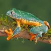 Fringed Leaf Frog On Branches paint by numbers