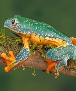 Fringed Leaf Frog On Branches paint by numbers