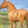 Golden Lusitano Horse paint by numbers