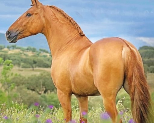 Golden Lusitano Horse paint by numbers