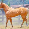 Golden Palomino Quarter Horse paint by numbers