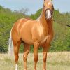 Golden Stallion Horse paint by numbers