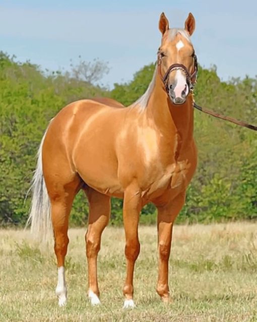 Golden Stallion Horse paint by numbers