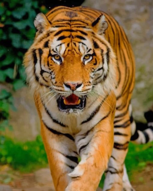 Gorgeous Tiger paint by numbers