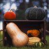 Gourds In Crate paint by numbers