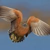 Gray And Brown Bird Flying paint by numbers