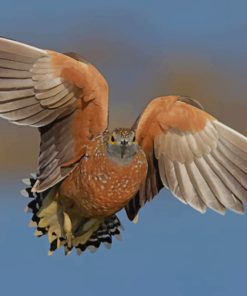 Gray And Brown Bird Flying paint by numbers