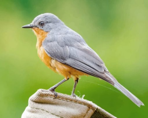 Gray And Brown Bird On Brown Log paint by numbers