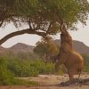 Gray Elephant Climbing A Tree To Eat paint by numbers