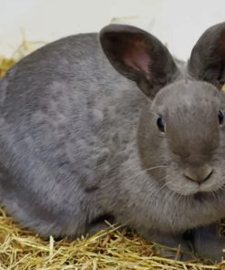 Gray Rabbit On Brown Hay paint by numbers