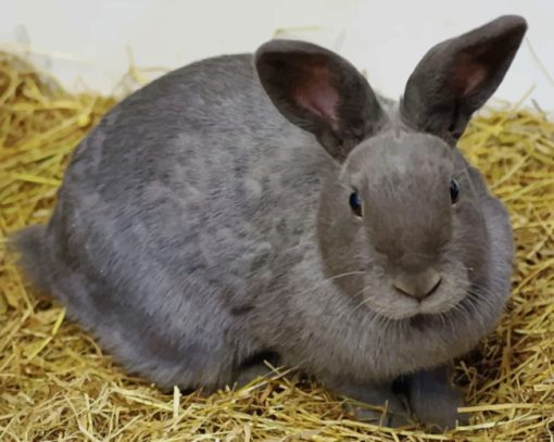 Gray Rabbit On Brown Hay paint by numbers