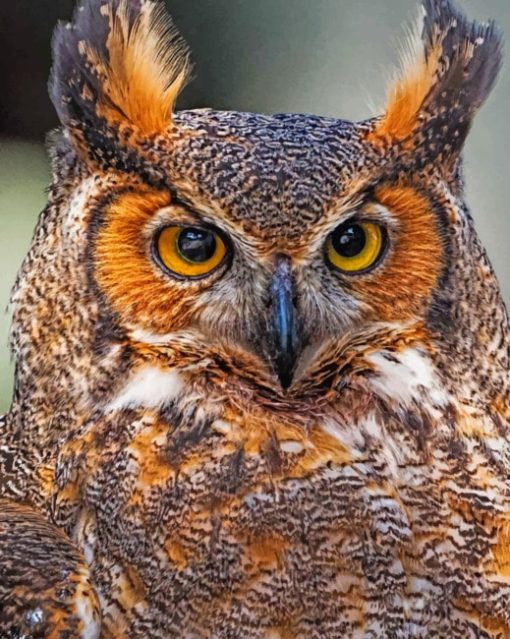 Great Horned Owl Bird paint by numbers