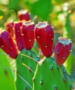 Red Cactus Fruit paint by numbers