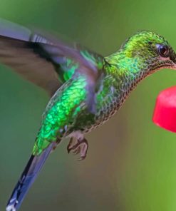 Green Hummingbird Flying paint by numbers