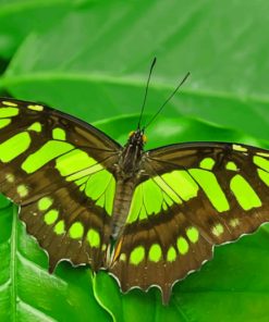 Green Malachite Butterfly paint by numbers