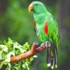 Green Parrot On Tree Branch paint by numbers