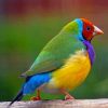 Green Yellow Red And Blue Bird Gouldian Finch paint by numbers