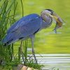 Grey Heron With Fish paint by numbers