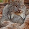 Grey Lynx Cat paint by numbers