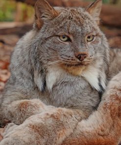 Grey Lynx Cat paint by numbers