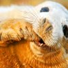 Grey Seal In Scotland Sable Island paint by numbers