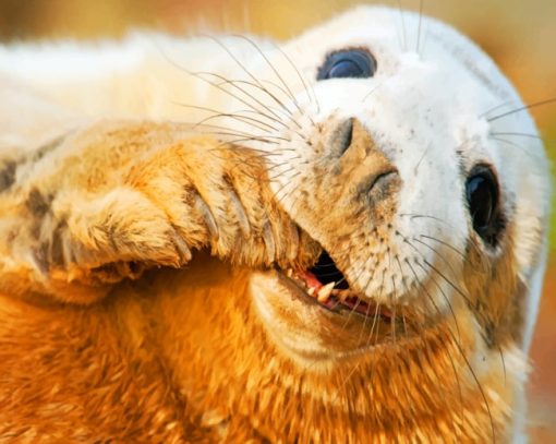 Grey Seal In Scotland Sable Island paint by numbers