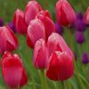 Group Of Red Tulips paint by numbers